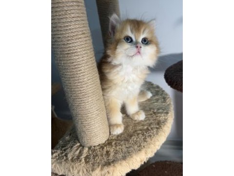 British longhair golden ny12 erkek