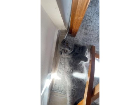 Tuvalet eğitimli 2 aylık inanılmaz tatlı scottish fold