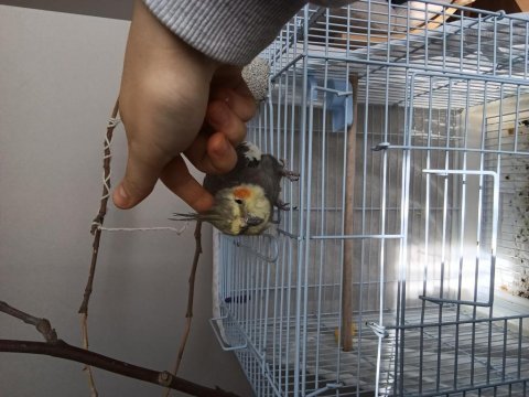 Erkek yavru evcil sultan papağanı