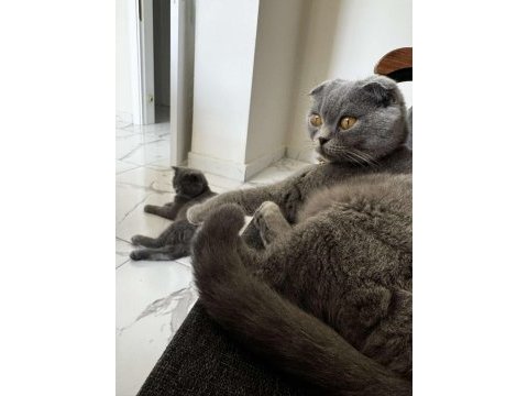 Kaliteli british shorthair sağlıklı yavrular