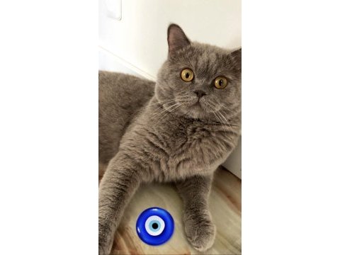 Full şecereli british shorthair kedimiz