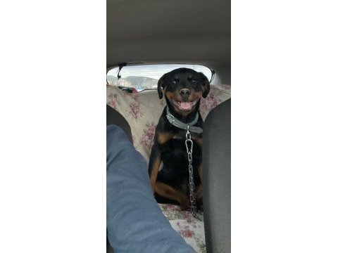 Dişi rottweiler 4 aylık