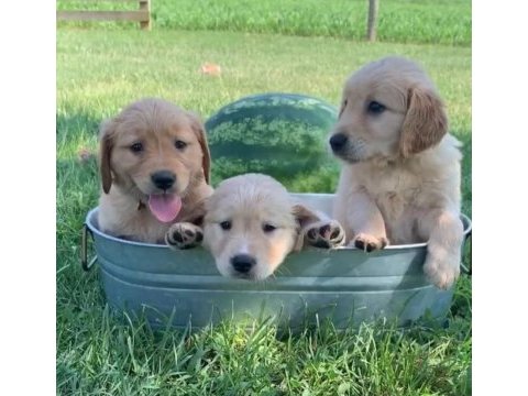 Baby face golden retriever yavrularımız