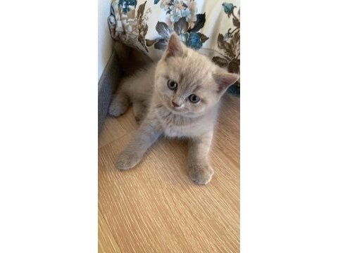 Sağlıklı eğitimli british shorthair safkan yavru