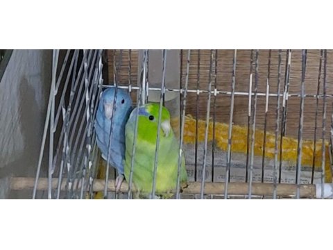 Renk güzelleri forpus papağanlar