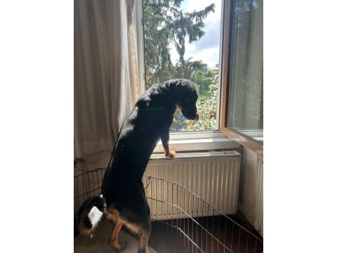 Safkan eğitimli rottweiler