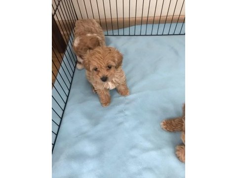 Sevimli maltipoo yavrularımız ruhsatlı üretim