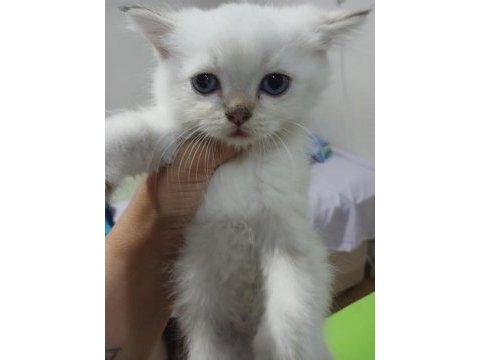 British longhair kedisi 2 aylık
