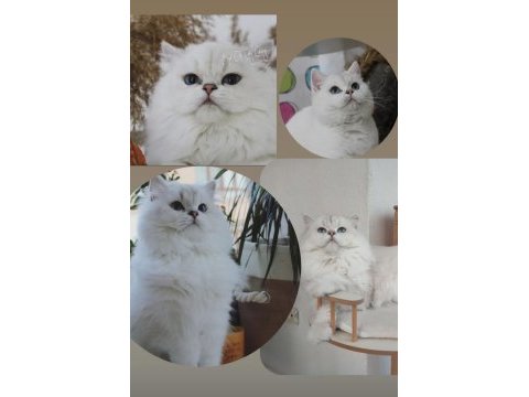 Full şecereli british longhair yavrular