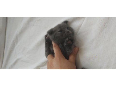 4 adet 40 günlük yavru scottish fold