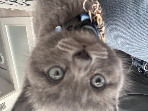 2 aylık erkek british shorthair