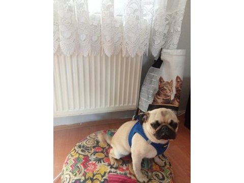 Eğitimli pug