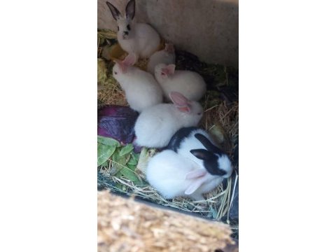 Yavru tavşanlar yenı sahiplerini arıyor