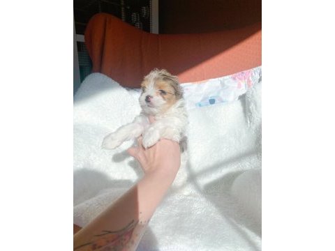 Show kalite tea cup morkie yavrularımız