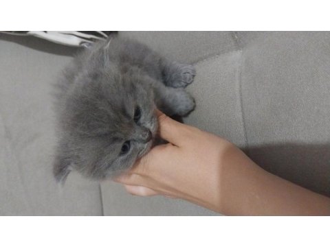 1 aylık scottish fold ve british yavrular