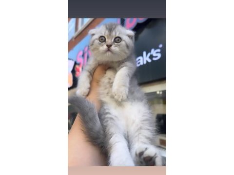Scottish fold dişi blue golden