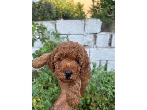 Toy poodle 2 aylık