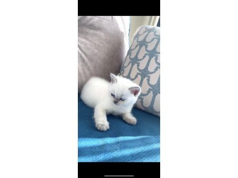 Blue point yavru british shorthair