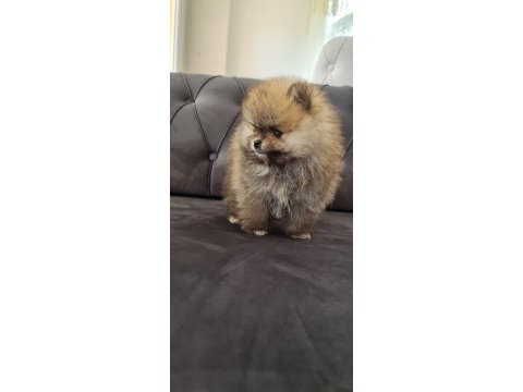 Pomeranian tea cup