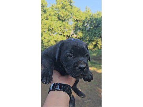Cane corso bebeklerimiz teslime hazırdır