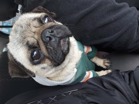 2 yaşında kızım pug