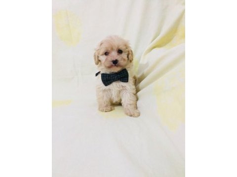 Maltipoo can dostlar orijinal