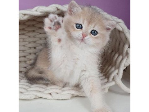 British shorthair golden yavru safkan