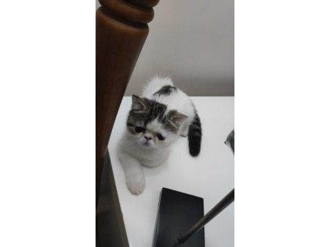 Çok sevimli çok oyuncu son kalan bebekleim