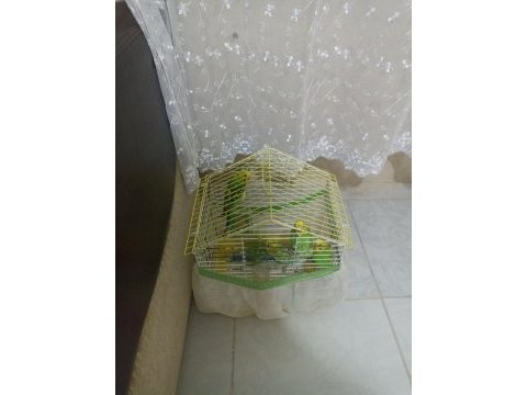 Toplu muhabbet kuşu ucuz 3 erkek ve 2 dişi