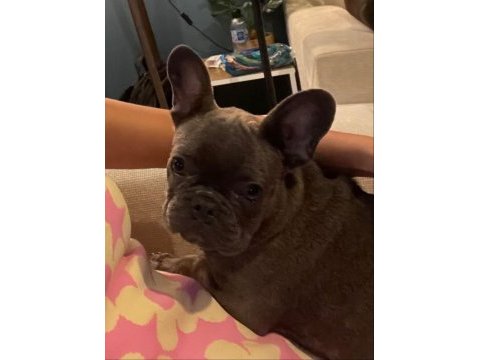 4.5 aylık french bulldog blue