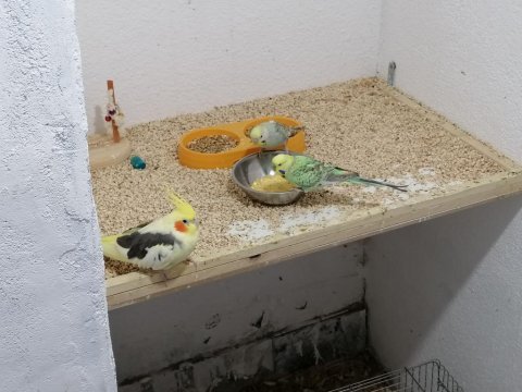 Dişi sultan papağanı 2 yaşında