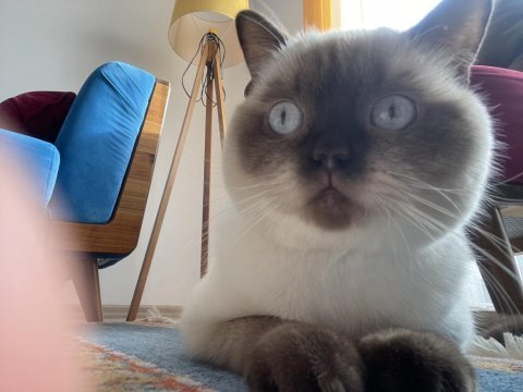 British shorthair blue point erkek kedimiz