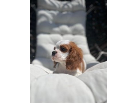 Cavalier king charles yavrular