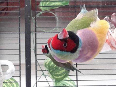 Gouldian finch (gökkuşağı ispinozu)