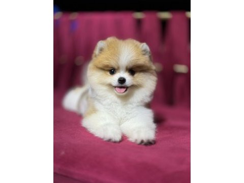 Mini boy pomeranian