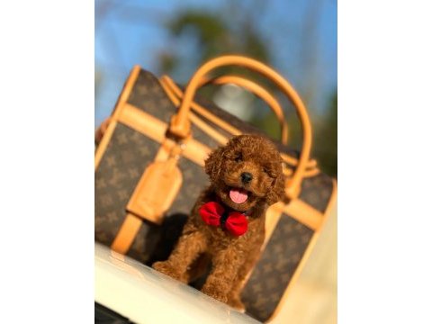 Çiftlikten poodle yavrularımız dişi ve erkek
