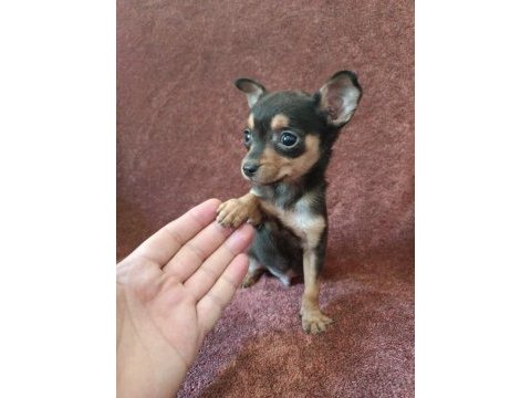 Hem minyatür hemde sevimli pinscher bebekler