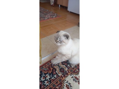 Güzel scottish fold kızım