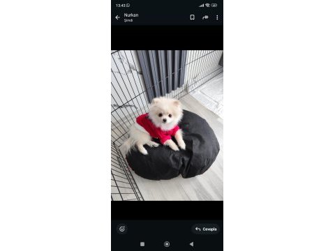 Pomeranian boo 6 aylık