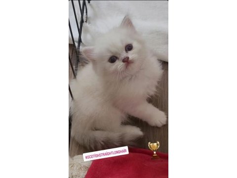 En güzelleri british longhair