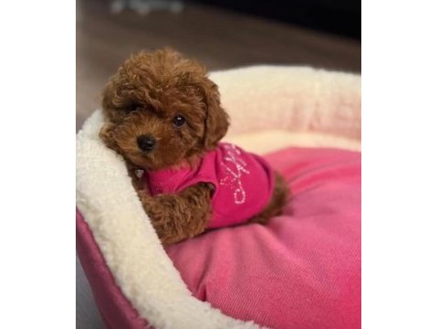 Toy poodle 2 aylık