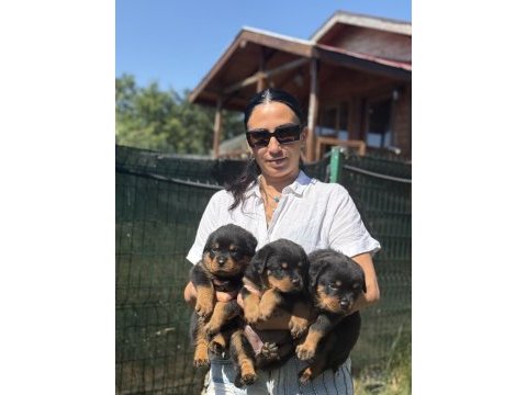 Rottweiler fcı şecereli yavrular