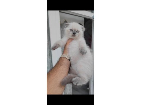 Scottish fold kedimiz