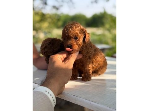 Micro teacup toy poodle yavrular teslime hazır ev ortamı