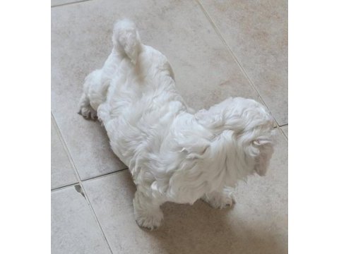 0 numara maltese terrier bebekler