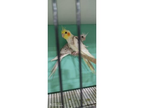 Beta petshop sultan papağanı