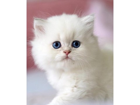 Benzeri olmayan ns1133 british longhair 