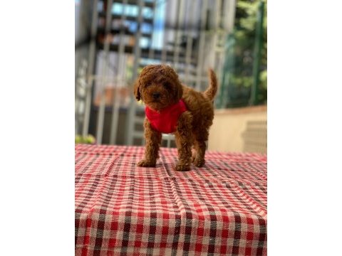 Safkan red brown toy poodle bebekler