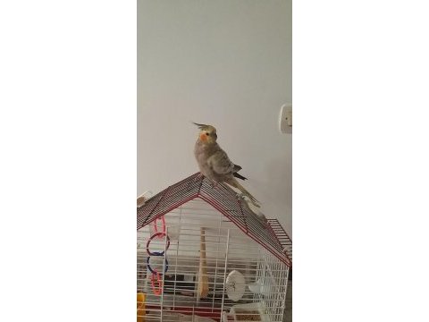 İki adet sultan papağanı anne ve oğul
