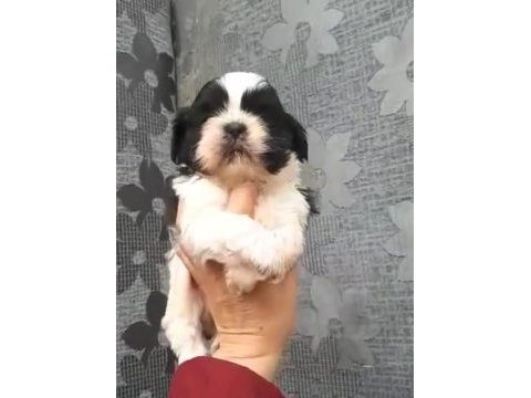 Shih tzu yavruları 0_3 aylık